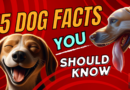 15 facts about dogs image