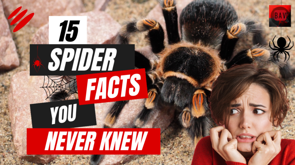 15 facts spiders image